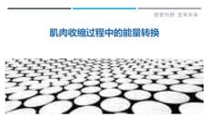 肌肉收缩过程中的能量转换