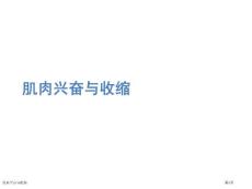 肌肉兴奋与收缩