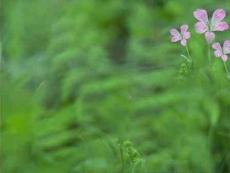 組織胚胎學-緒論--基本組織上皮組織