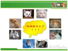 猫泛白细胞减少症