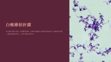 《白喉棒状杆菌》课件