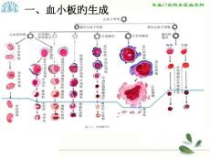 原发性血小板增多症的诊断与治疗