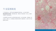 《牛支原体肺炎》课件
