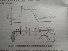 心律不齐科普讲座精华培训课件