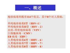 生殖器疱疹防治指南培训课件
