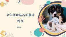 老年尿道结石的临床特征