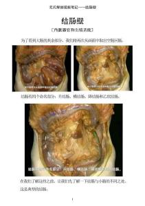0516-艾氏解剖筆記：結(jié)腸壁
