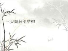 三尖瓣解剖结构