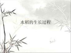 水稻的生長(zhǎng)過程 (2)