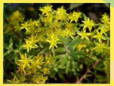 藻類苔蘚和蕨類植物(“植物”相關(guān)文檔)共45張