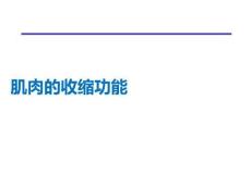 肌肉的收缩功能PPT课件