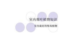 室內(nèi)觀葉植物知識(shí)(共20張PPT)