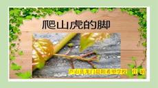 10.《爬山虎的腳》第二課時