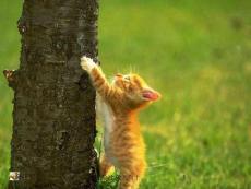 七年級(jí)初一語文上冊(cè)人教版部編版-貓--名師教學(xué)課件PPT(1)(2)