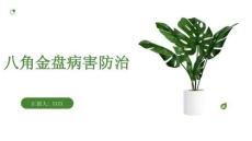 八角金盤病害防治