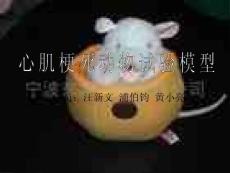 心肌缺血动物模型