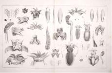 《那不勒斯島的頭足綱動物》2