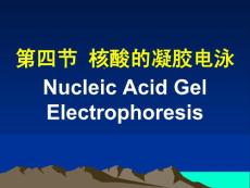 核酸的凝膠電泳