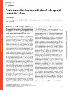 Calcium mobilization from mitochondria in synaptic transmitter…