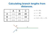 Calculating branch lengths from distances