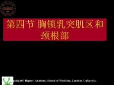 頸部解剖