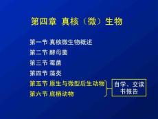 4第四章真核(微)生物