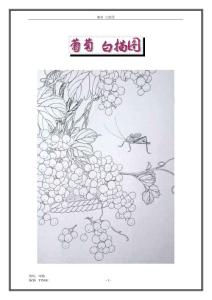 葡萄白描圖