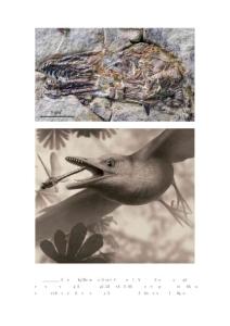 中國發(fā)現(xiàn)古老鳥類化石長滿鋒利牙齒