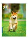 大爱自然美，日本柴犬《名犬》2013年3月号