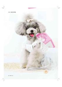 玩具貴賓犬 甜萌小新娘《名犬》2013年7月