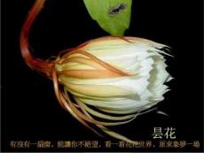 頸部淋巴結分區及轉移特征