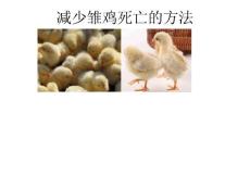 減少雛雞死亡的方法