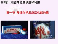 5.1降低化學(xué)反應(yīng)活化能的酶