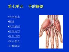7單元手的解剖