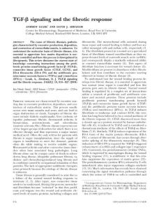 【英文】TGFβ信号通路(TGF-beta signaling and the fibrotic response)