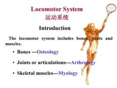 系統解剖學_運動系統概況