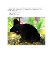 高檔蘭壽品種之黑蘭壽鑒賞