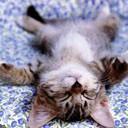 dukitty
