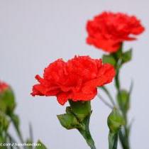 Carnation