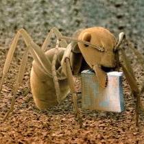 爱读书的小蚂蚁