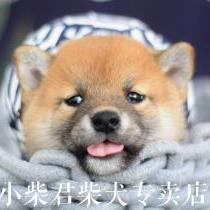 柴犬本柴