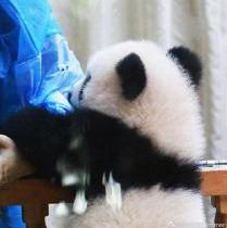 小熊猫猫