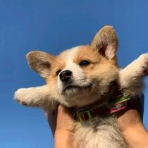 螢火蟲