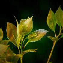 kelsang