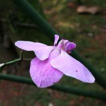 花开花落