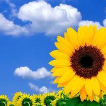 sunny3575
