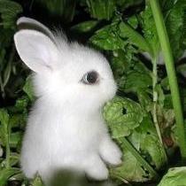 rabbitfff